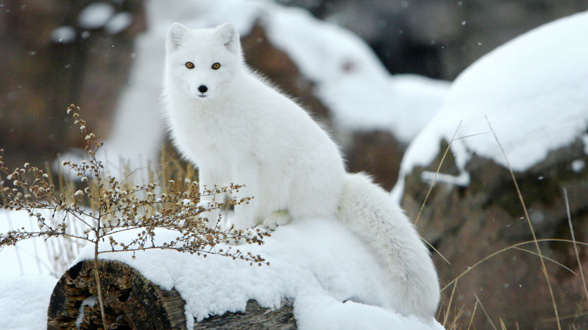 Arctic Fox Facts: Discovering a Cool & Curious Animal | YourDictionary