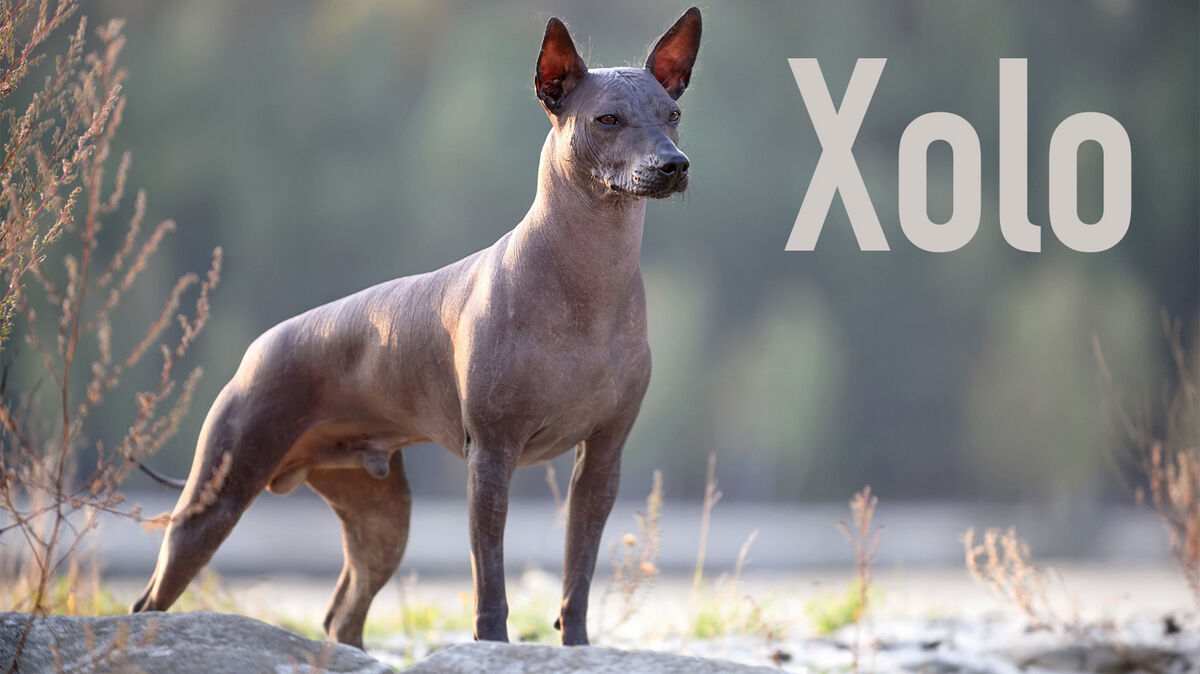 xoloitzcuintle xolo mexican hairless dog