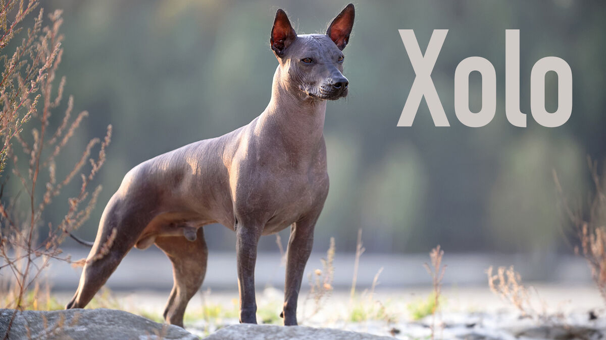Animals That Start With X: Common and Scientific Names | YourDictionary