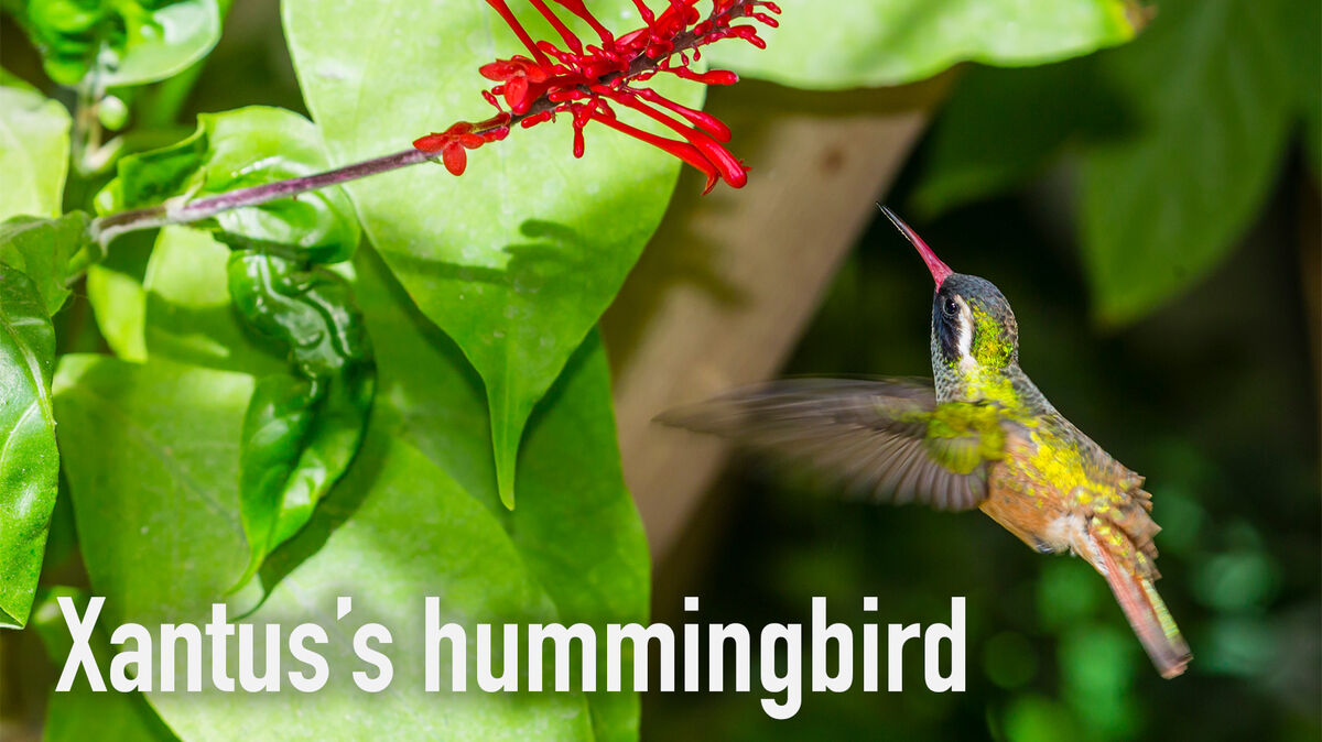 xantus's hummingbird