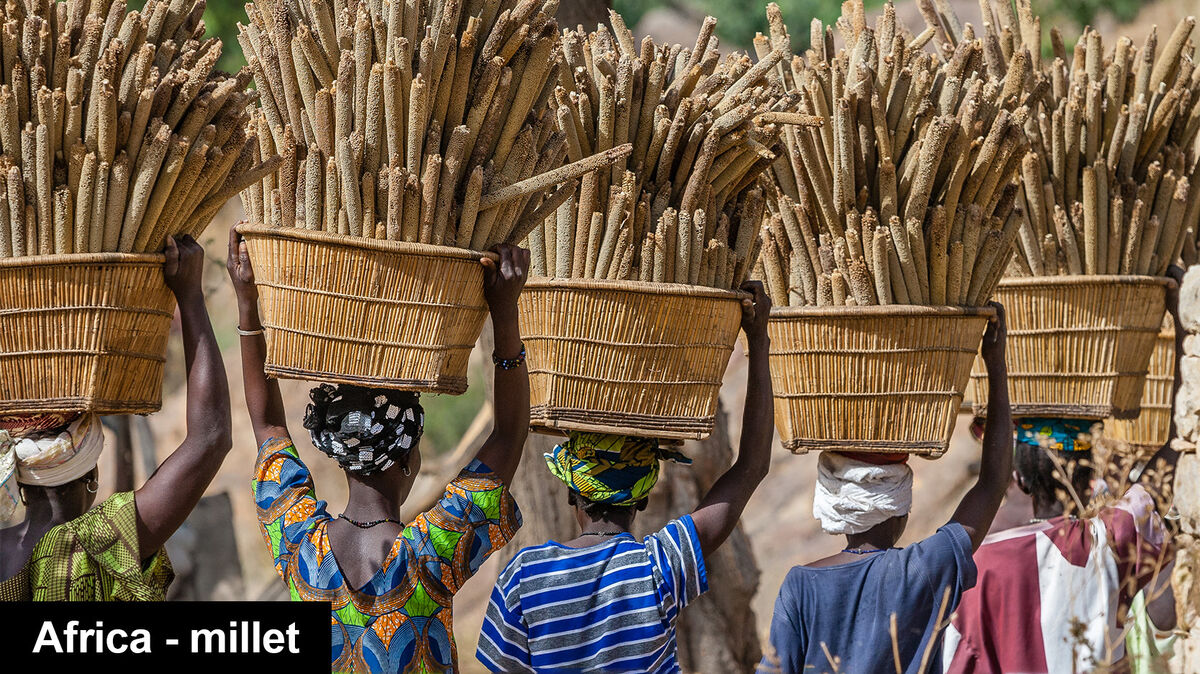 Dogon women carrying millet Mali
