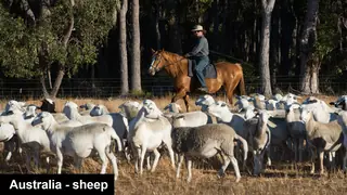 rancher on horse herding sheep Australia