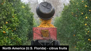 North America Florida citrus fruits oranges