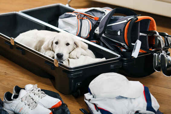 Golf travel bag packed with clubs and dog