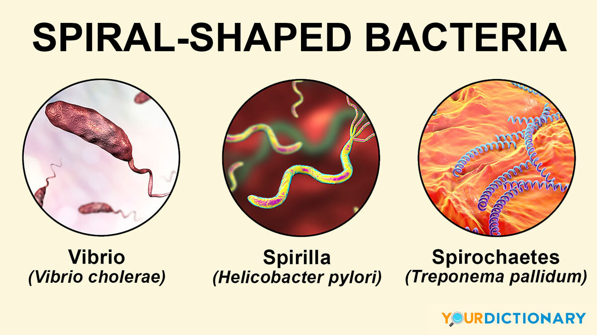 name for squiggly shaped bacteria