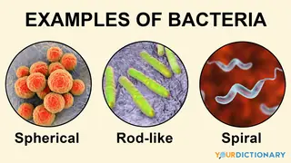 examples of bacteria in different shapes