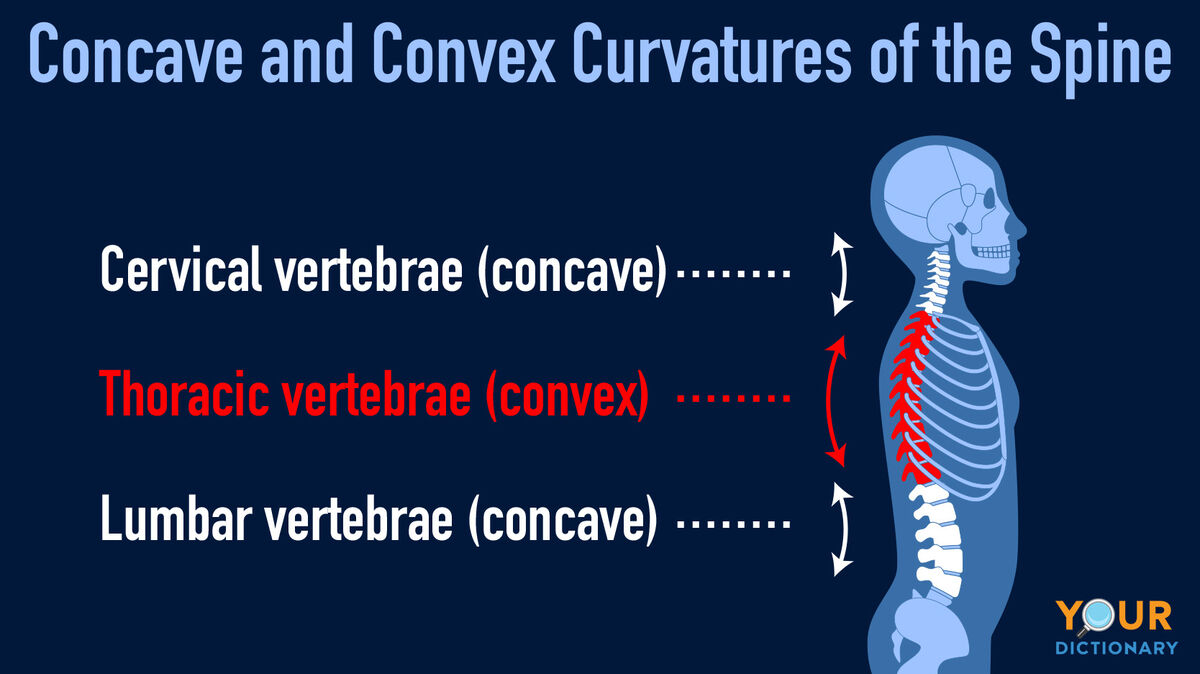 concave convex curvatures of spine