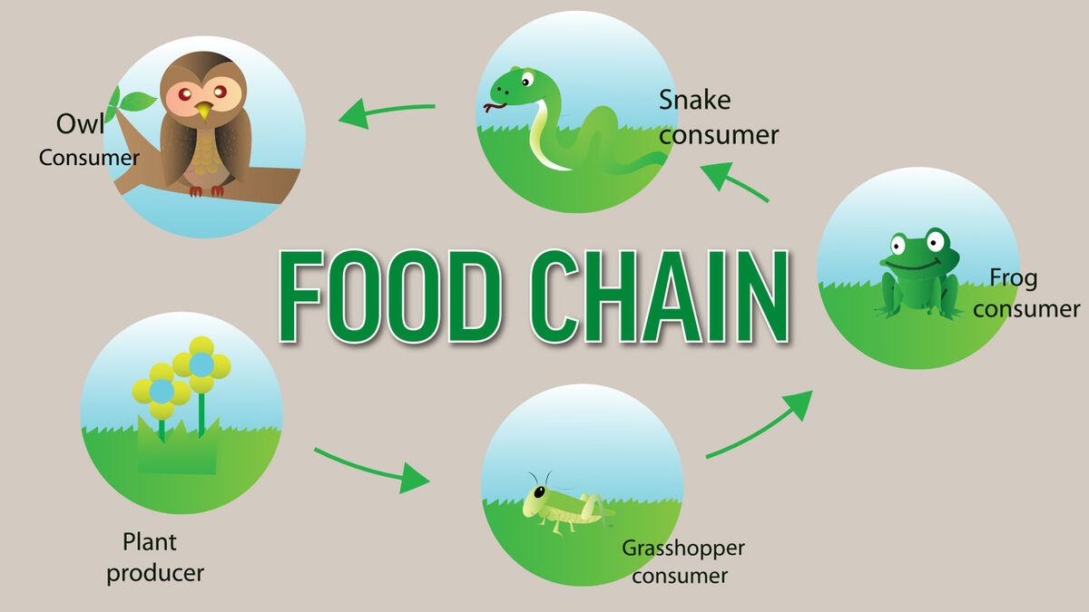 food chain producers and consumers