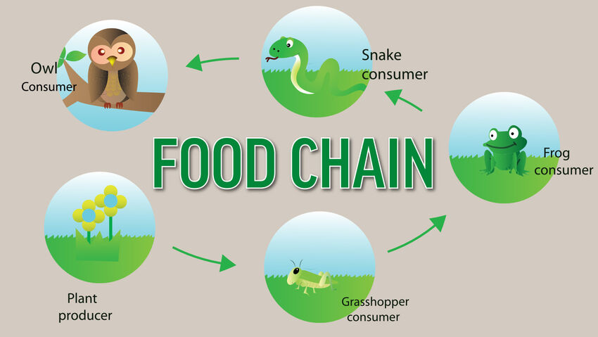 examples-of-producers-and-consumers-in-a-food-chain-yourdictionary