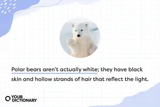 Polar bear With Animal Fun Fact