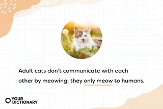 Cat With Animal Fun Fact