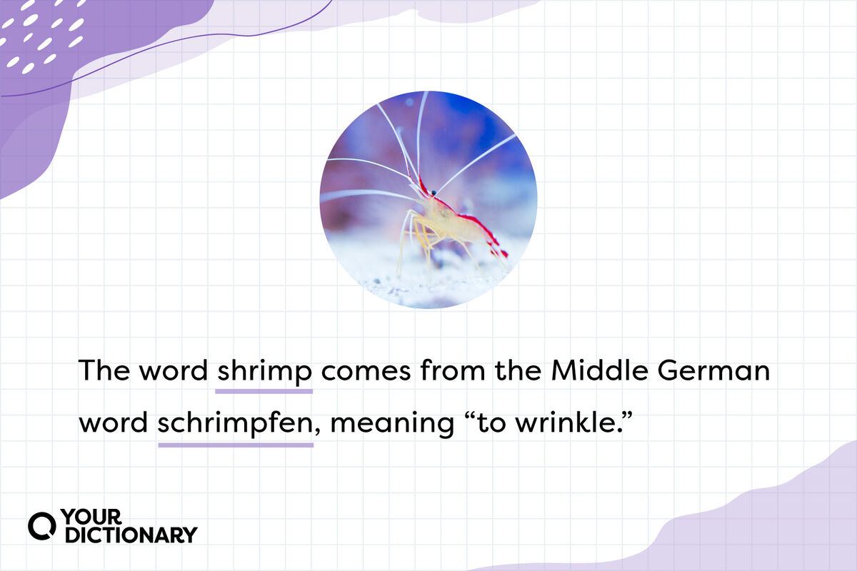 Shrimp With Animal Fun Fact