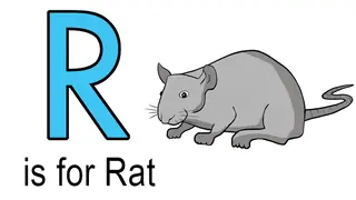 R words for kids example of rat