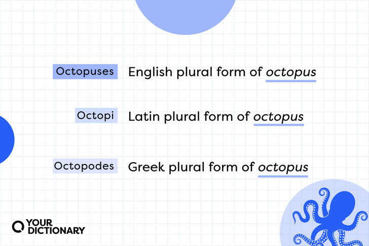 octopi-vs-octopuses-the-correct-plural-of-octopus-yourdictionary