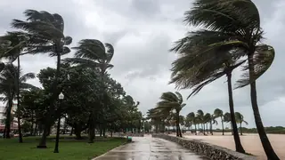 typhoon wind at the beach