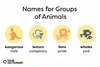 animal group names for kangaroos, lemurs, lions, and whales from the article