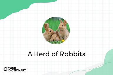 Herd With Group of Rabbits Herd With Group of Rabbits
