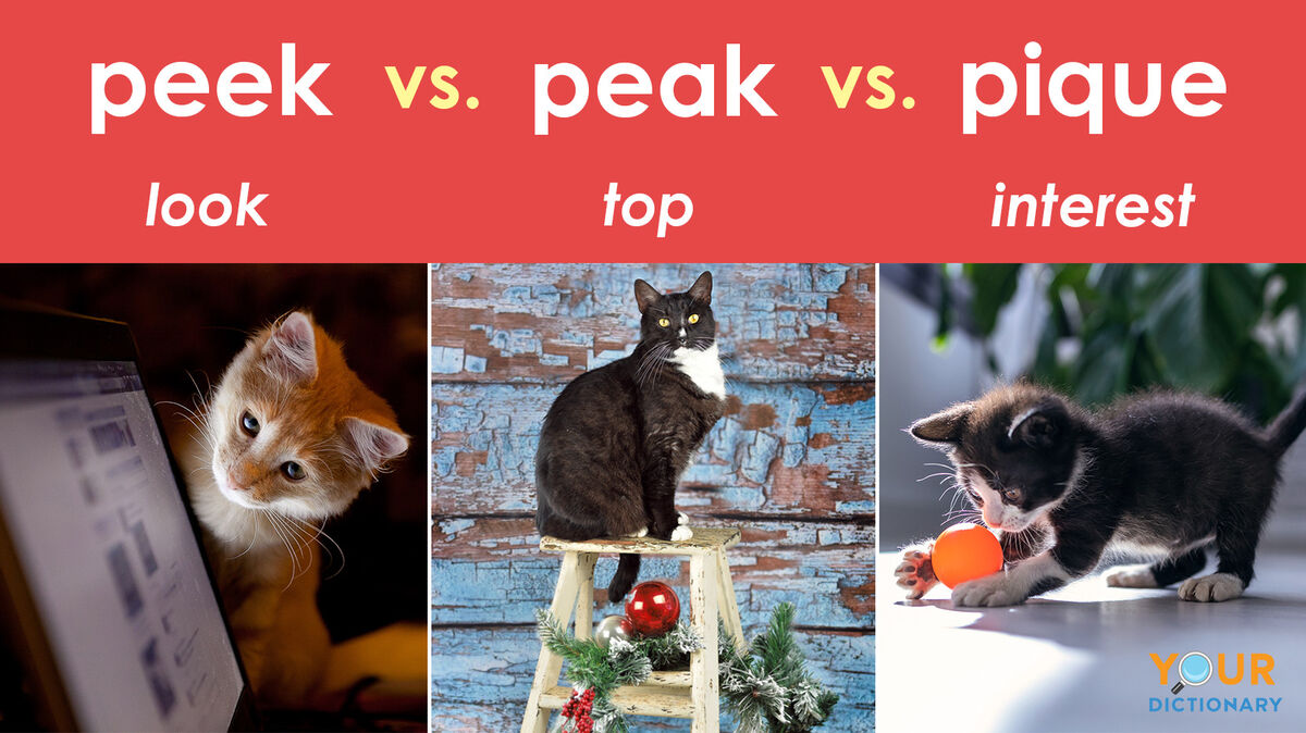 images of cats demonstrating peek versus peak versus pique