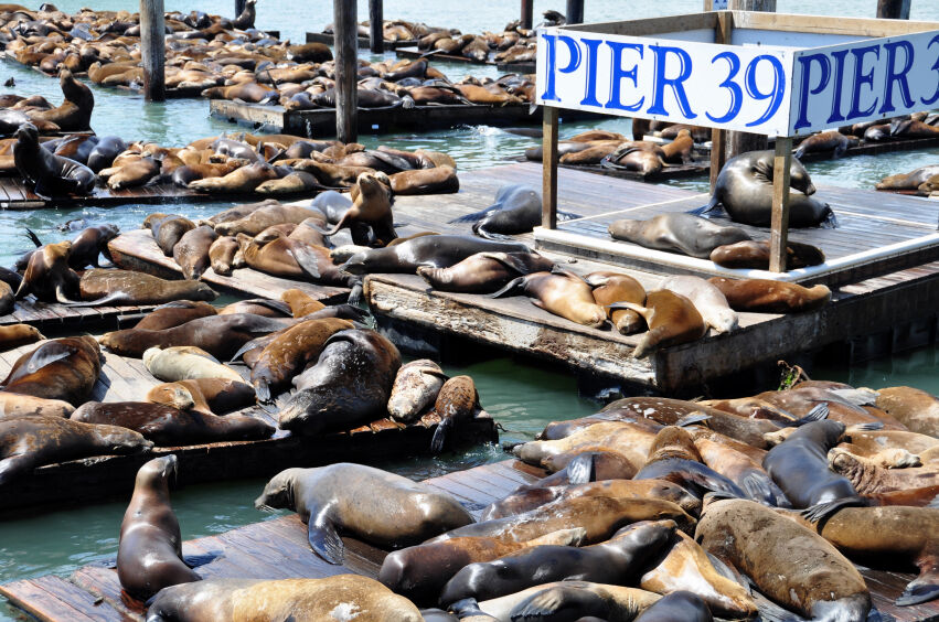 San Francisco's Pier 39 sea lions: Why they hang out here