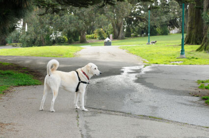 Dog off leash in Alamo Square Park