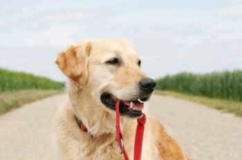 dog with leash, istockphoto, licensed