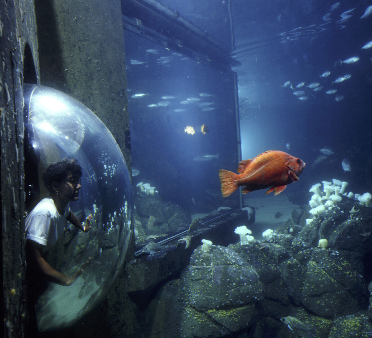 are dogs allowed in monterey bay aquarium