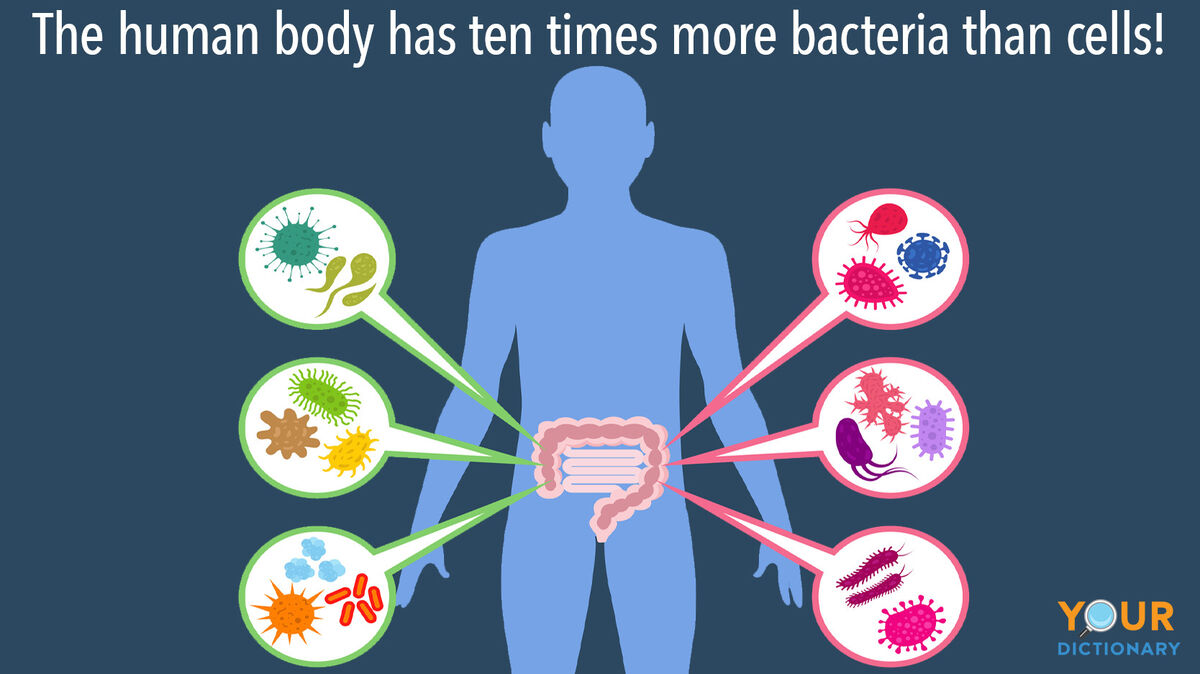 facts about bacteria in the human body