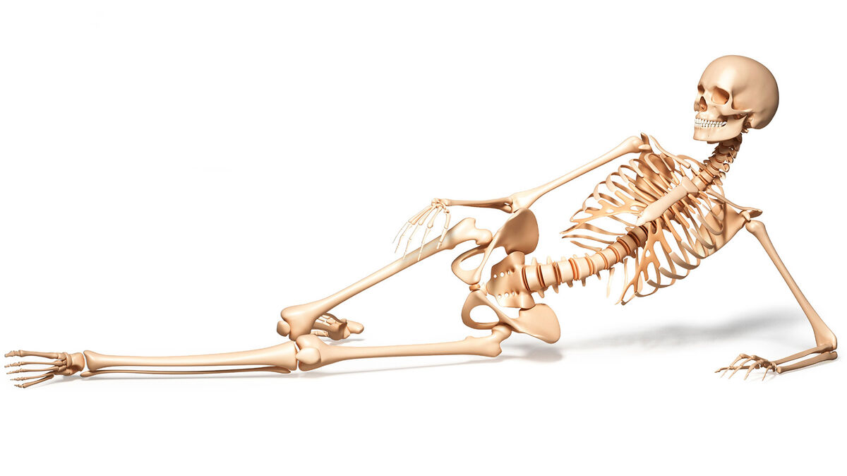 weird body facts human skeleton