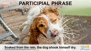 participial phrase example sentence of dog shaking