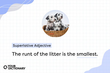 Dalmatian puppies in a basket with a Superlative Adjective Example