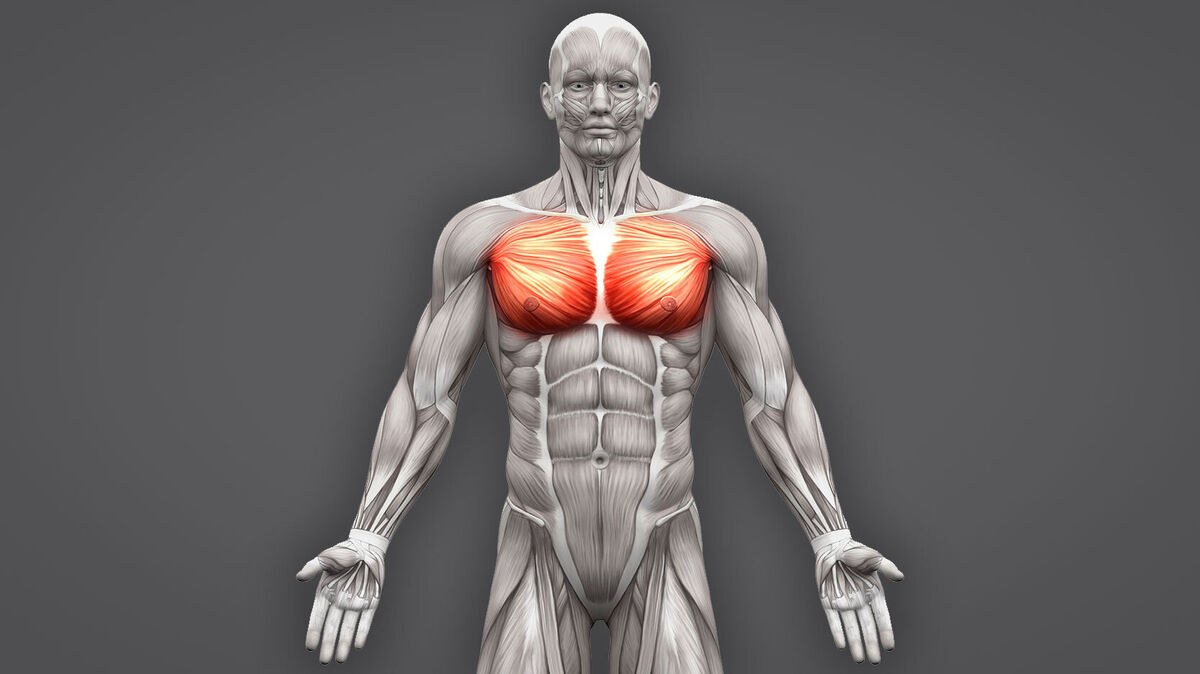 Examples of Skeletal Muscles, Their Function and Characteristics