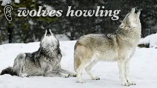 hearing sensory word wolves howling description