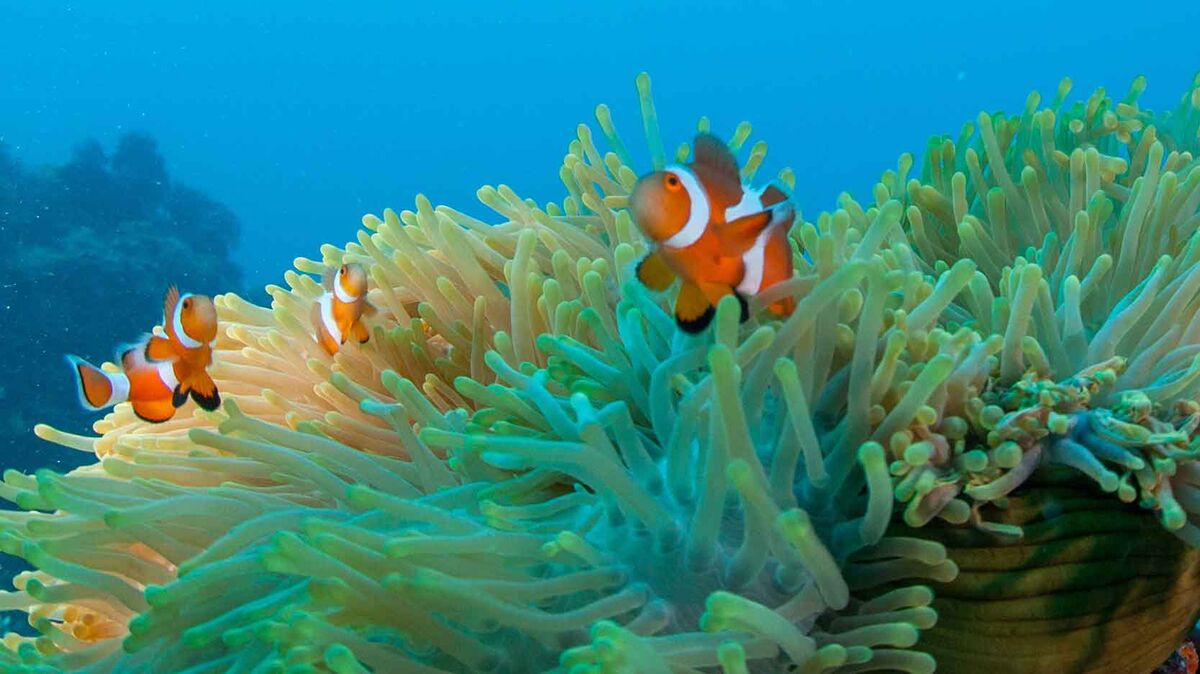 clownfish and anemone symbiosis example