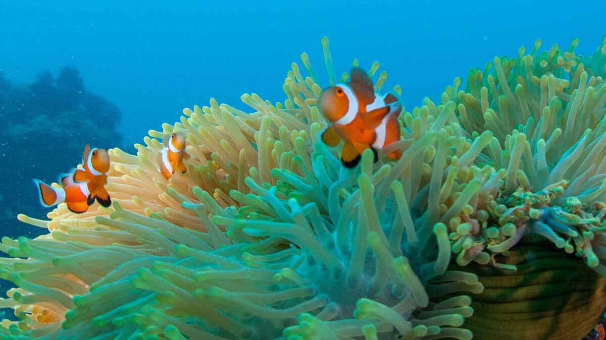 https://assets.ltkcontent.com/images/9669/clown-fish-symbiosis_27c5571306.jpg