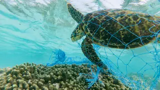water pollution green sea turtle entangled in discarded fishing net
