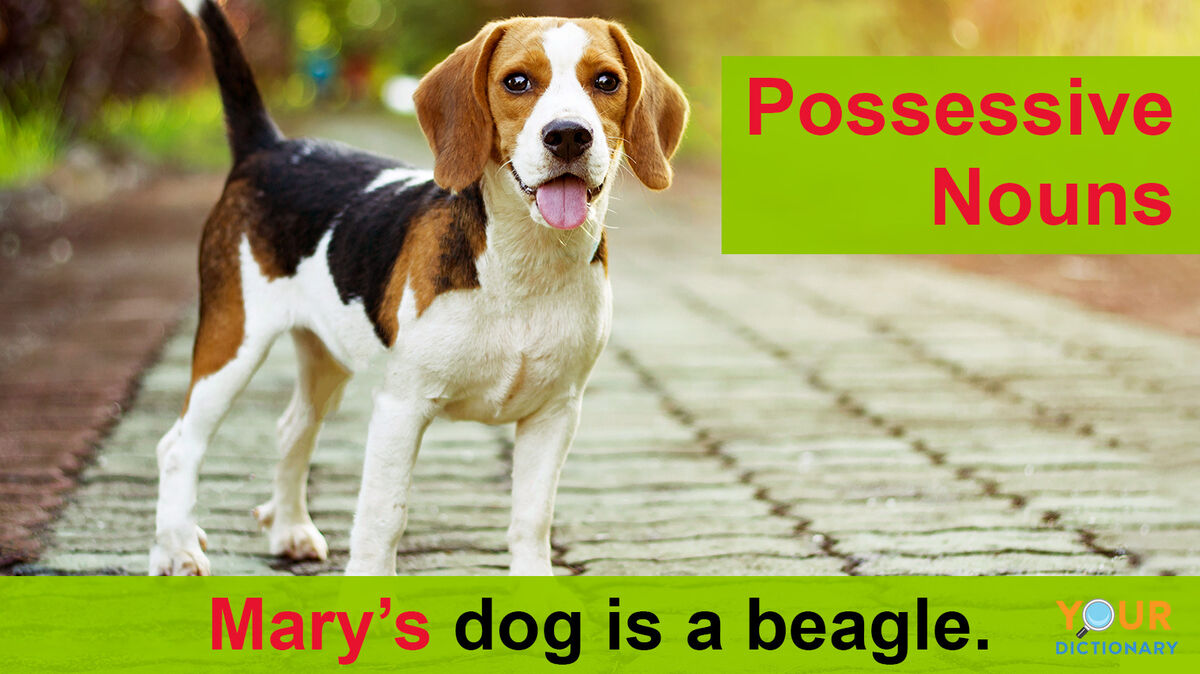 possessive nouns example Mary's dog