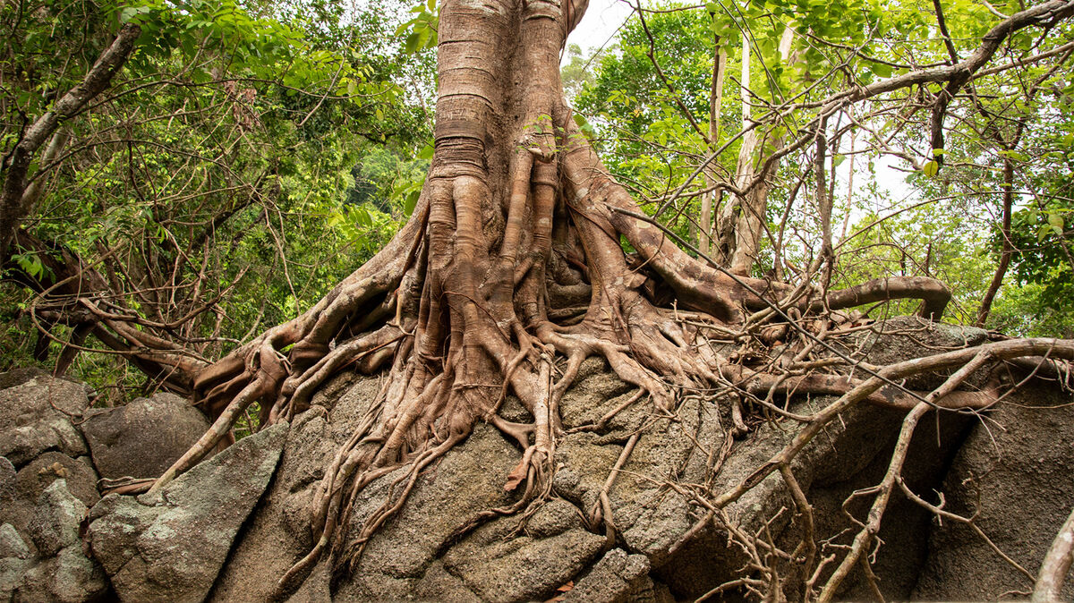 example physical weathering banyan tree roots growing on rock