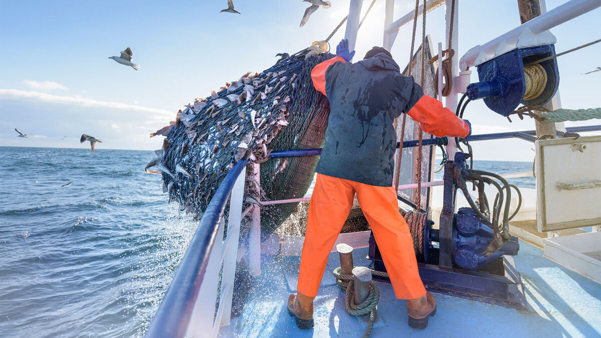commercial fisherman emptying net full of fish into hold on trawler