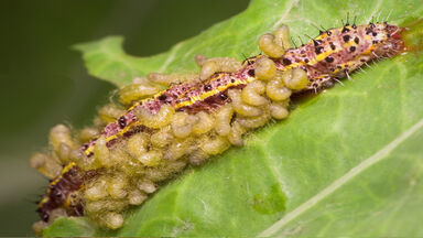 Parasitism example of caterpillar with wasp cocoons