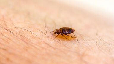 Parasitism example of a bed bug