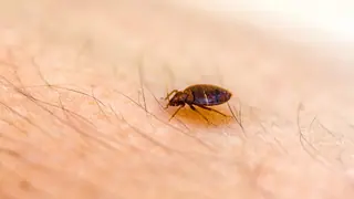 Parasitism example of a bed bug