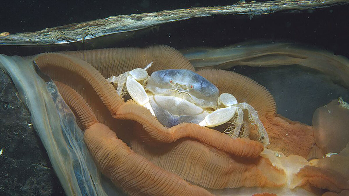 parasitism example of a pea crab on horse mussel