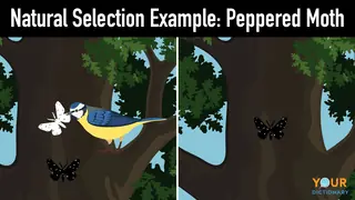 natural selection light and dark peppered moth