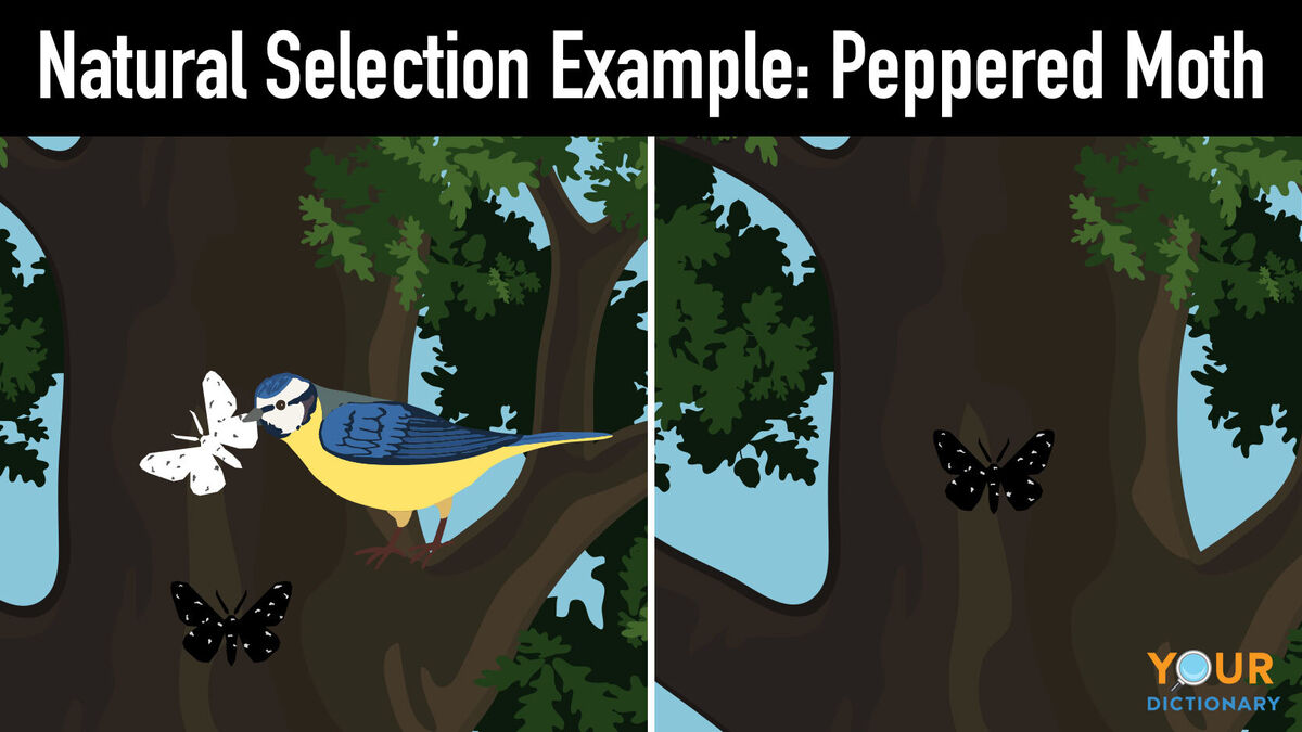 Peppered Moth Natural Selection 7abbbb2796 