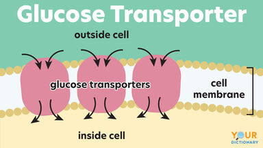 diagram glucose transporter