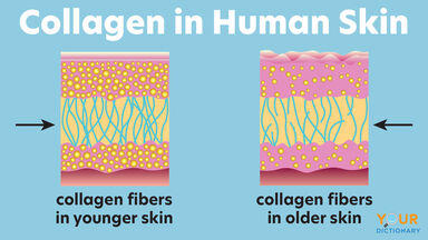 diagram collagen in human skin