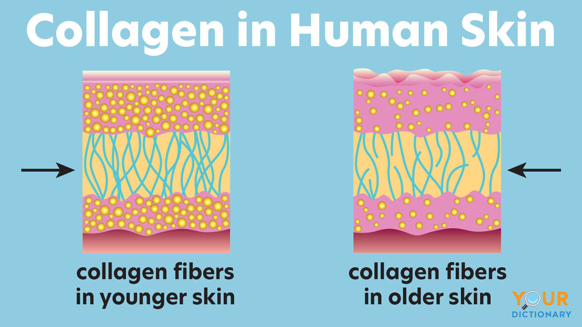 diagram collagen in human skin