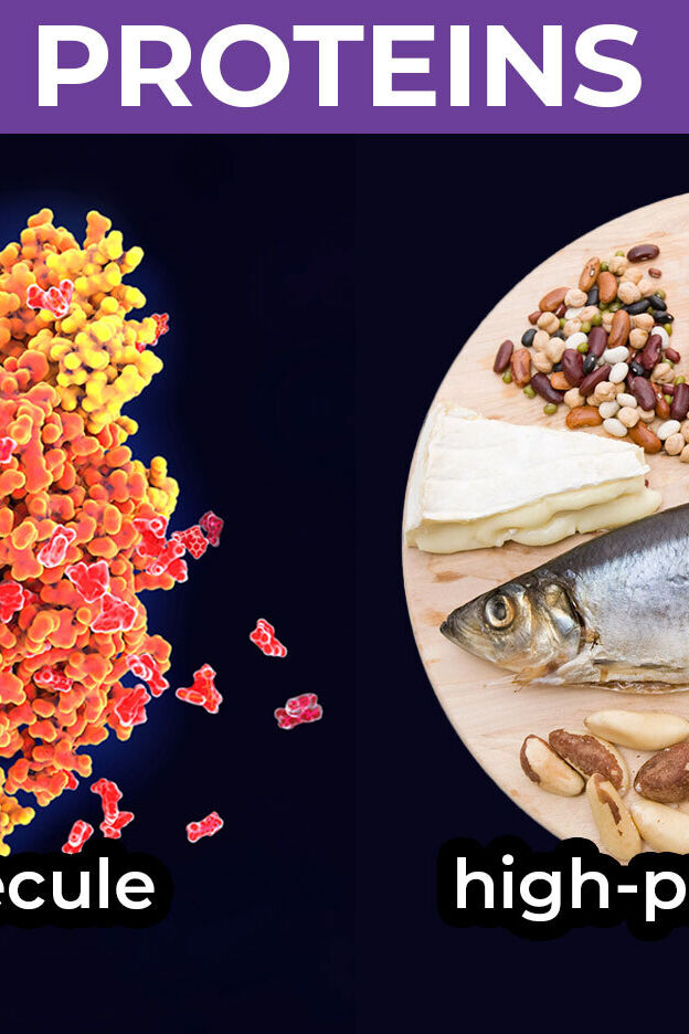 Examples of Protein in Biology and Diet YourDictionary