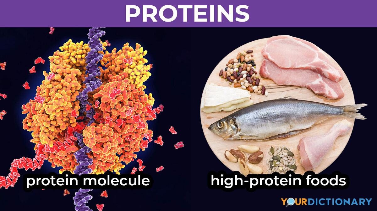 Examples of Protein in Biology and Diet | YourDictionary