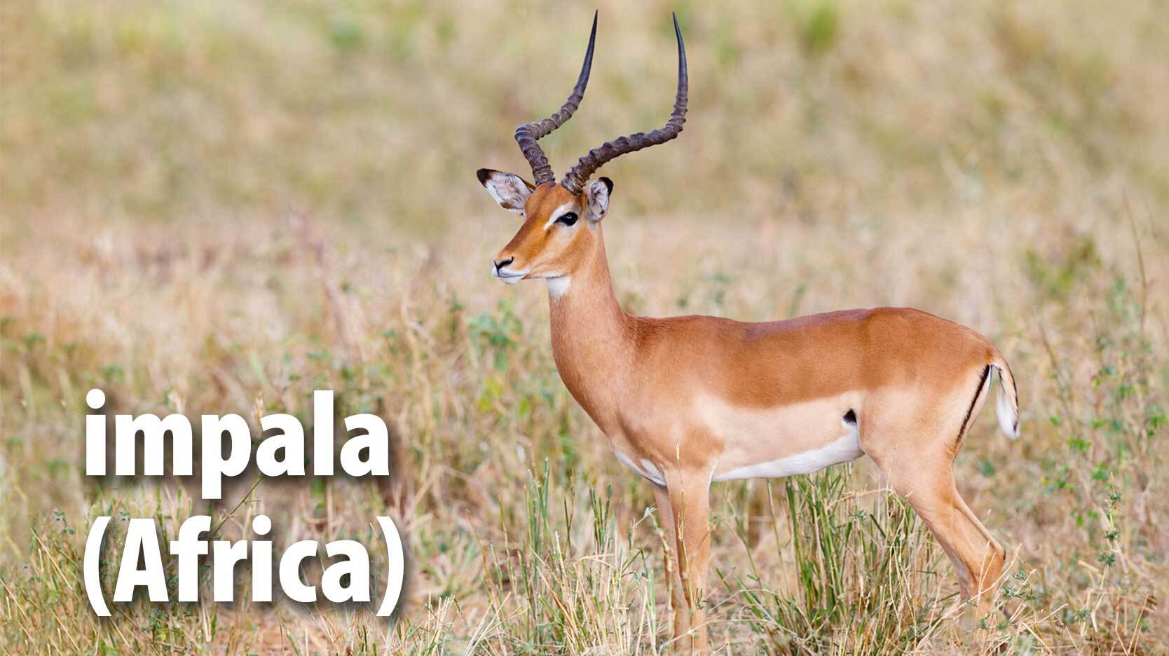 impala mammal from Africa